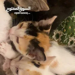  3 قطه عمرها شهرين شيرازيه