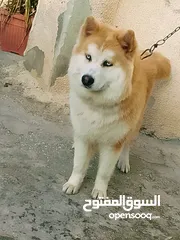  7 انثى لاسكه عمره 9 شهور قريب تطلب وزاج اول مره
