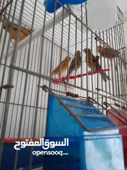  5 عصافير كناري