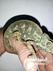  6 متوفر ضب +حرباء+شنايدر ــ»اليفات وغير مؤذى صحه ممتازة جدا المعاينه قبل الشراء الاسعار مناسبه وحرق