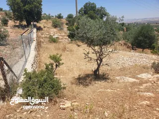  8 ارض 6 دونمات مزروعة زيتون في الصبيحي سعر مغري 100000 قرب التنظيم