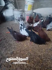  2 حمام للبيع