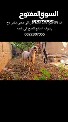  14 خروف نخب النخب