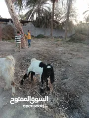  1 ماعز اللبيع مناسبات