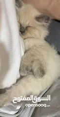  3 قطه هيملايا للبيع عمرها شهر