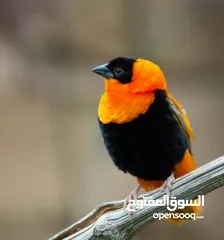  16 كوكتيل وحب وجنة و جولدن فينش وكنار وطفرات الفيشر باربلو وعندليب وكراون بلو ونابليون