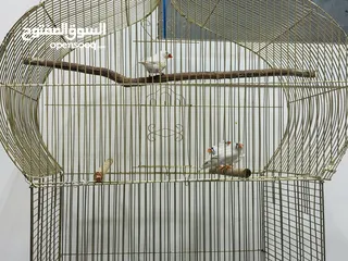  2 Finches Adult size 4 birds