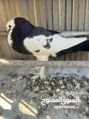  1 حمامه نفاخيه