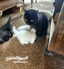 8 قطه وولادها 3 ابيض 1 اسود ذكور عمر 2 اسبوع