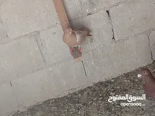  4 حمام كش الوان البيع.  في حمام زق  البيع