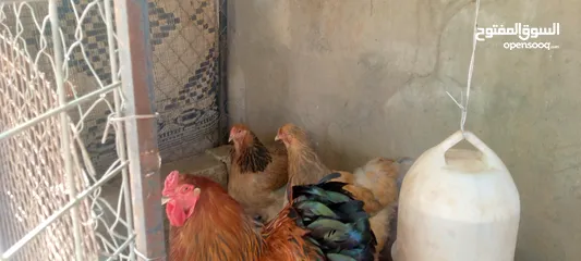  11 بيت دجاج براهيم وباكستاني