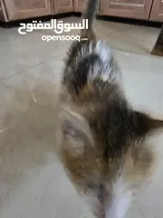  7 قطط للتبني