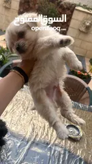  5 كلاب للبيع بسعر مغري جداا
