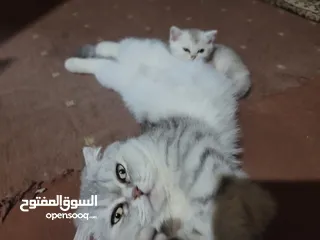  6 متاح قطط سكوتش ستريت  عدد ثلاثة صحه عمر 47 يوم