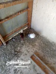  20 حمام للبيع او بدل على عصفير