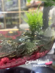  2 سلاحف مائية امازوني مميز جدا من النوادر تابع الوصف