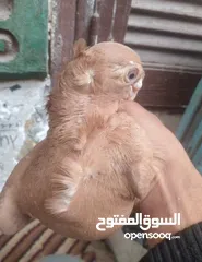  4 حمام  ازملي لونه مشمشي وصغيرة