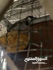  4 بلبل طور وحشي