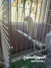 7 ببغاء دره البينو ابيض عين حمرا اليف جدا ما عندو عض نهائيا ثوب كامل جناح كامل محجل بداية كلام عمر صغي