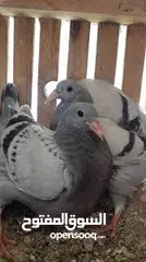  1 زغليل نخب للدبح
