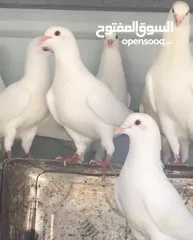  3 حمام فرنسي