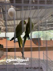  2 بغبغاء دره