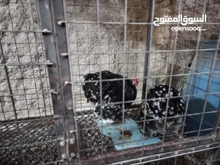  6 صيصان كوشن بلاك موتلد و مصوف امريكي