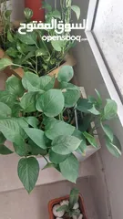  1 indoor plant