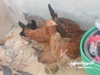  1 فراخ دجاج عدد 13 للبيع