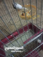  3 عصافير كنار
