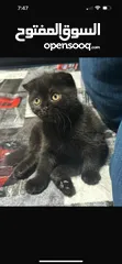  1 Female Scottish fold kitten