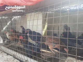  6 دجاج ألماني  وبلدي وفيومي ولمبرغي وفرعوني