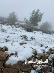  3 فرصة استثمارية! أرض زراعية مميزة بسعر مغري و بالقرب من أحراش الدولة للمزيد من المعلومات اقرأ الوصف