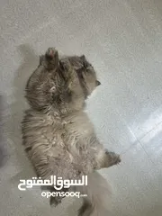  4 قطط للتبني