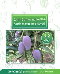  18 شتلات و أشجار المانجو المختلفة لدى مشتل الأرياف بأسعار مناسبة ومنافسة  mango tree