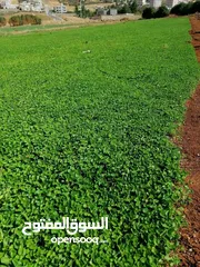  14 نجيل طبيعي وصناعي