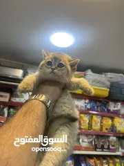  10 سكوتش ستريت غولدن ny 12 تخفيض عالمي عرض بيهز الأرض مش كلام لا بتلحق او لا تابع الوصف بعناية(مهم)