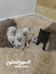  8 كتن سكوتش حبات ما شاء الله