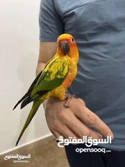  1 Sun conure birds pair