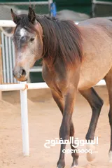  10 Very beautiful stallion  playfull and friendly .