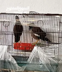  13 جوز طائر المينا اقرأ الوصف