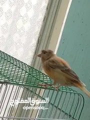  5 اقرى الوصف