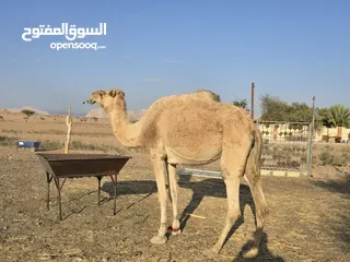  1 لبيع ناقه طيبه ماشاءالله وشكل طيب