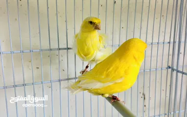  3 طواير جاهزه وشغاله