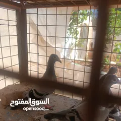  2 حمام زاجل فطام جديد دماء قوية  ثلاثة فراخ نخب  مطلوب 12دينار  اربع دينار الواحد