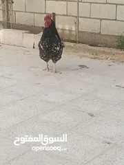  2 ديك سايكس كرستال عمرو تقريبا 6شهور