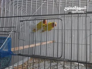  15 ببغاء كنيور نوع بيرلي و مزيد من الطيور و مستلزماتها