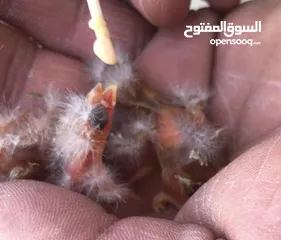  2 4 فراخ حسون