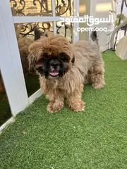  4 كلب شيتزو انثى Shih Tzu female