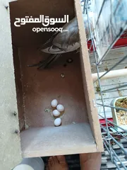  11 زوج كوكتيل وايت فيس
